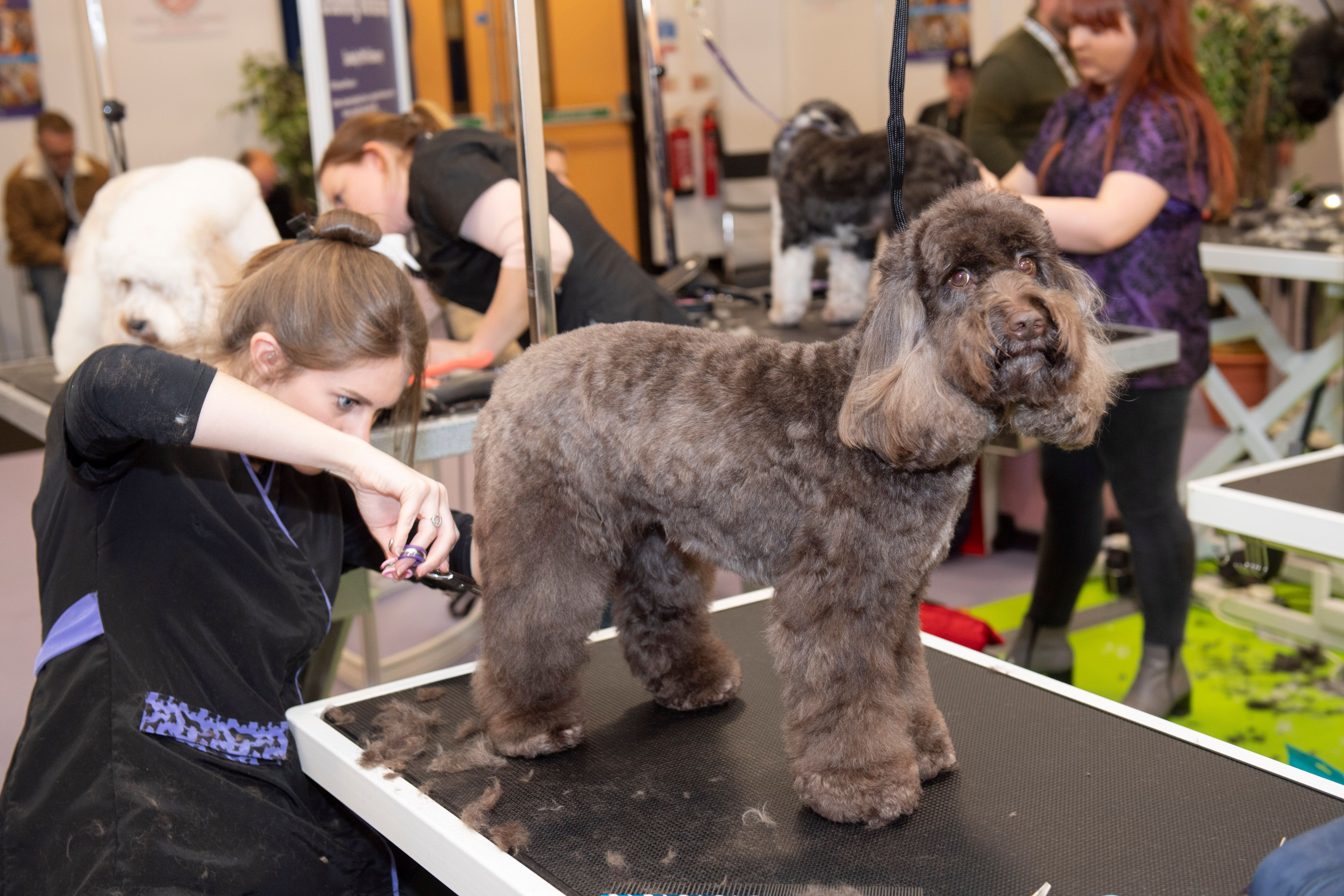 Dog Grooming